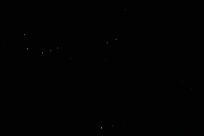 Nieuw-Zeeland 2011 - 1394